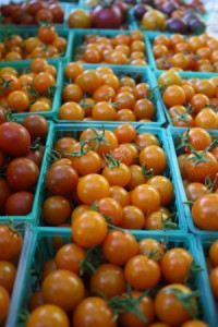 Some beautiful sungolds you will receive this week.