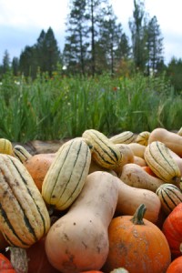 Squish squash squadoodle, the squash have arrived! Big round orange pie ones. Tan heavy buttery ones. Small striped sweet thin-skinned ones. Squat rich dark-fleshed heavenly ones…