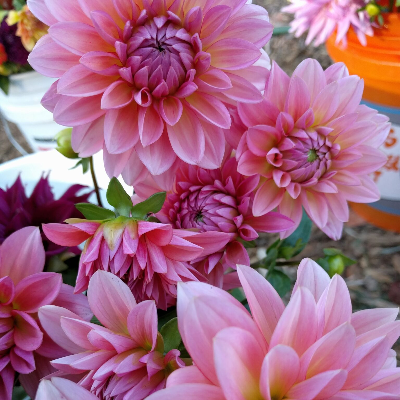 Jitterbug Dahlia Tuber - Soil Sisters Farm