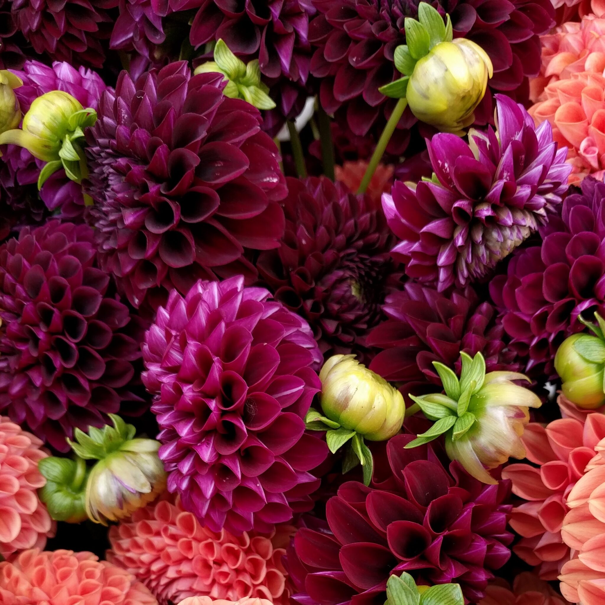 ivanetti-dahlia-tuber-soil-sisters-farm