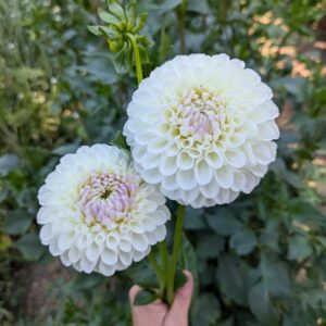 Boom Boom White Dahlia Tuber